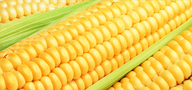 光大含山生物質(zhì)發(fā)電已安全發(fā)電12.19億千瓦時(shí)