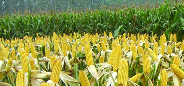 都安:積極開展春玉米拔節(jié)期農(nóng)情調(diào)查