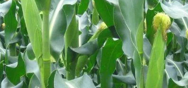 可以生吃的玉米你吃過嗎？