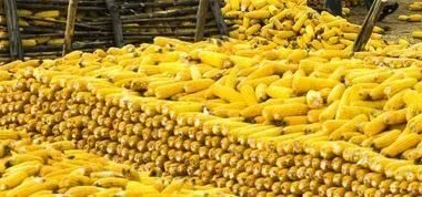 可以生吃的玉米你吃過嗎？