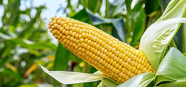 可以生吃的玉米你吃過嗎？